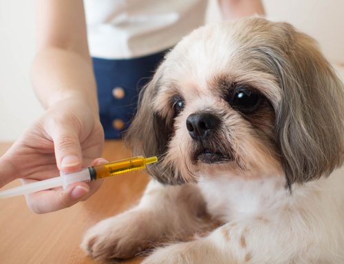 Update on Dog Flu
